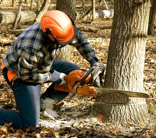 Tree Removal in Yellow Pine, ID